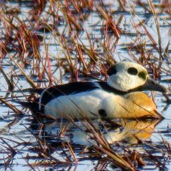 Steller's Eider